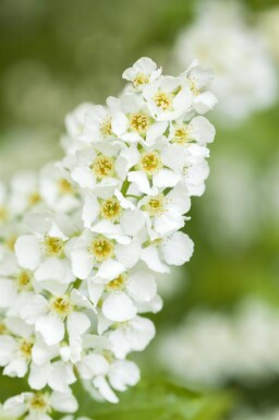 Prunus padus hoogstam 10/12