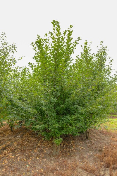 Prunus padus meerstammig 400-450