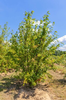 Prunus padus meerstammig 400-450