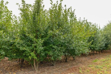 Prunus padus meerstammig 400-450