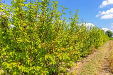 Prunus padus meerstammig 400-450