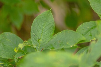 Prunus padus meerstammig 400-450