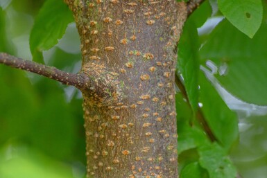 Prunus padus meerstammig 400-450