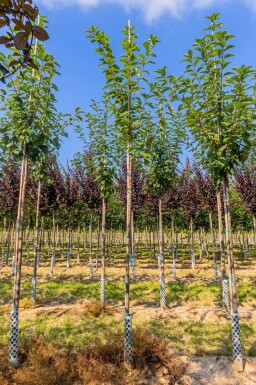 Prunus padus 'Watereri' hoogstam 18/20