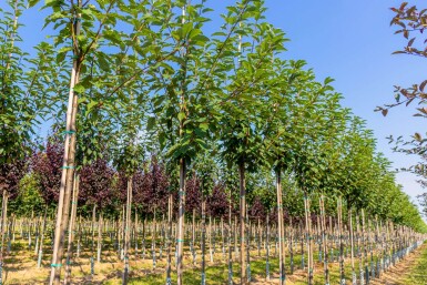 Prunus padus 'Watereri' hoogstam 18/20