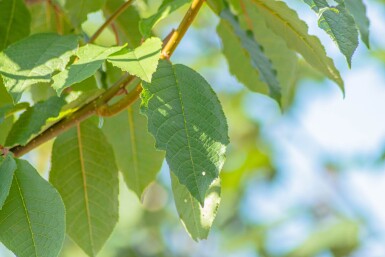 Prunus padus 'Watereri' hoogstam 18/20