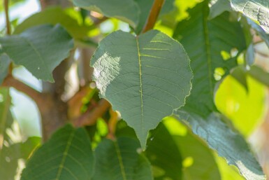 Prunus padus 'Watereri' hoogstam 18/20