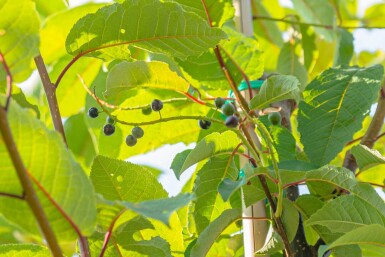 Prunus padus 'Watereri' hoogstam 18/20