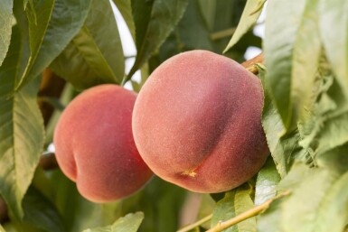 Prunus persica hoogstam 10/12