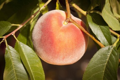Prunus persica hoogstam 10/12