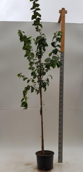Prunus sargentii hoogstam 20/25