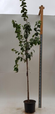 Prunus sargentii hoogstam 20/25