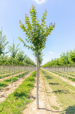 Prunus sargentii hoogstam 20/25
