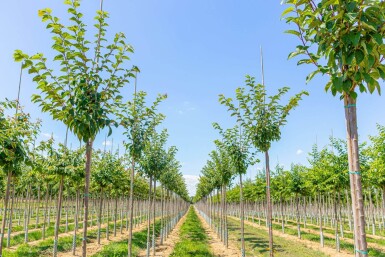 Prunus sargentii hoogstam 20/25
