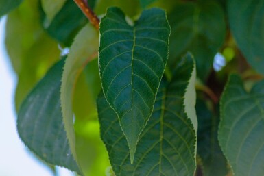 Prunus sargentii hoogstam 20/25