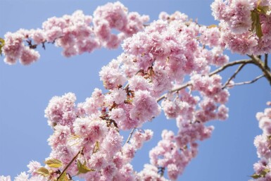Prunus sargentii hoogstam 20/25