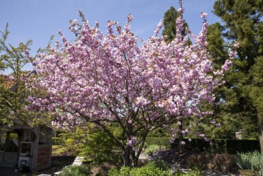 Prunus sargentii hoogstam 20/25