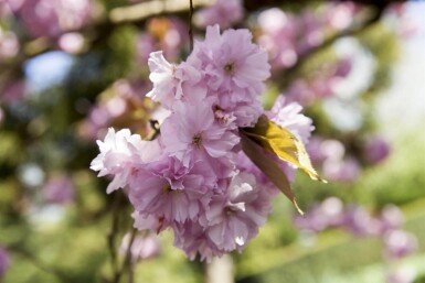 Prunus sargentii hoogstam 20/25