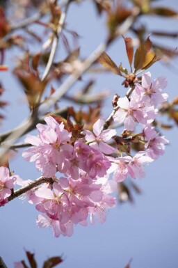 Prunus sargentii hoogstam 20/25