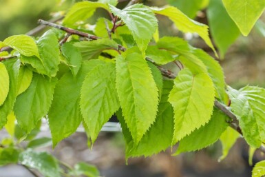 Prunus sargentii hoogstam 20/25