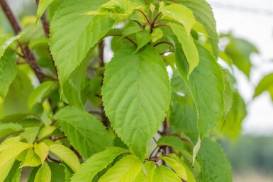 Prunus sargentii hoogstam 20/25