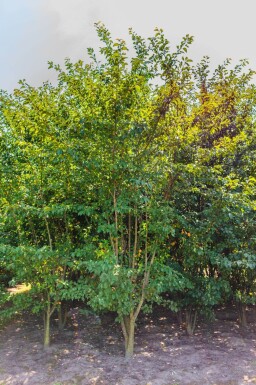 Prunus sargentii meerstammig