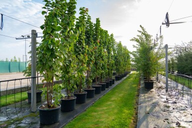 Prunus sargentii meerstammig