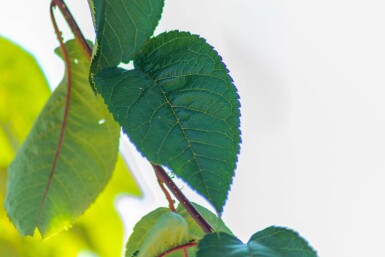 Prunus sargentii meerstammig