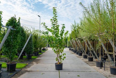 Prunus sargentii meerstammig