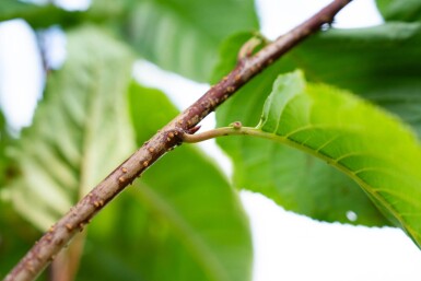 Prunus sargentii meerstammig
