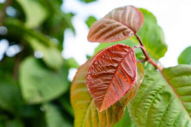 Prunus sargentii meerstammig