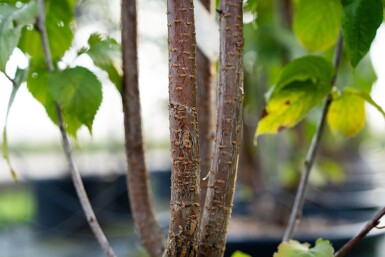 Prunus sargentii meerstammig