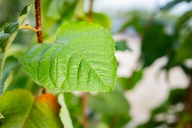 Prunus sargentii meerstammig