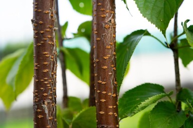 Prunus sargentii meerstammig
