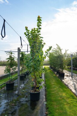 Prunus sargentii meerstammig