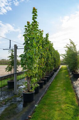 Prunus sargentii meerstammig
