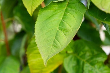 Prunus sargentii meerstammig