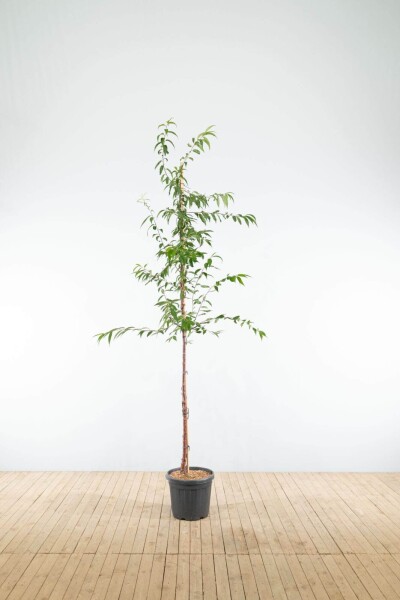 Prunus serrula hoogstam 18/20