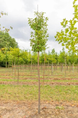 Prunus serrula hoogstam 18/20