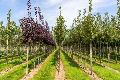 Prunus serrula hoogstam 18/20