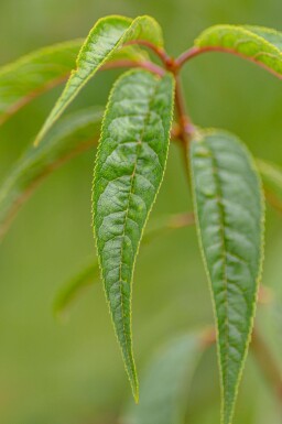 Prunus serrula hoogstam 18/20