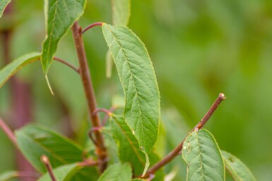 Prunus serrula hoogstam 18/20