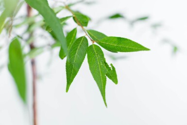 Prunus serrula hoogstam 18/20