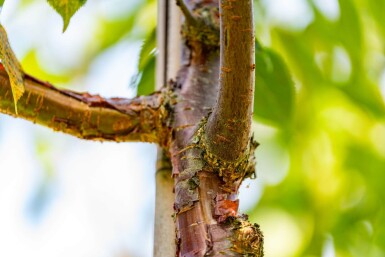 Prunus serrula hoogstam 18/20