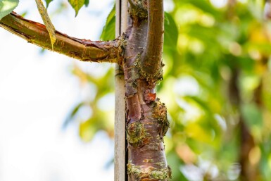 Prunus serrula hoogstam 18/20
