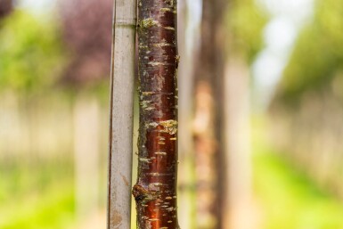 Prunus serrula hoogstam 18/20