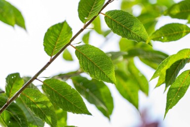 Prunus serrula hoogstam 18/20