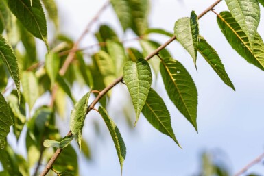 Prunus serrula hoogstam 18/20