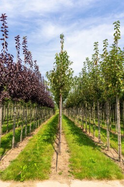 Prunus serrula hoogstam 18/20
