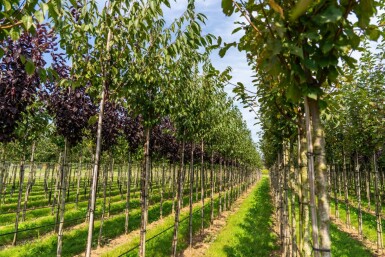 Prunus serrula hoogstam 18/20